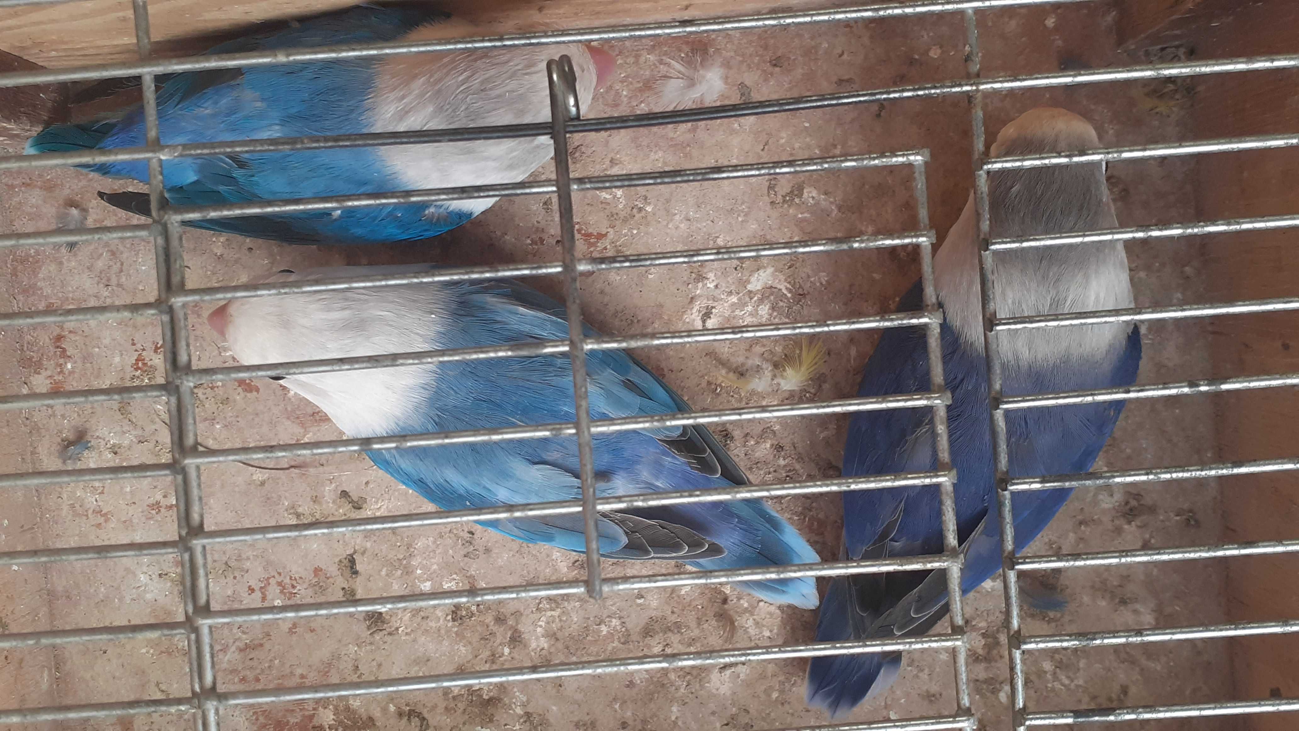 Agapornis fischer