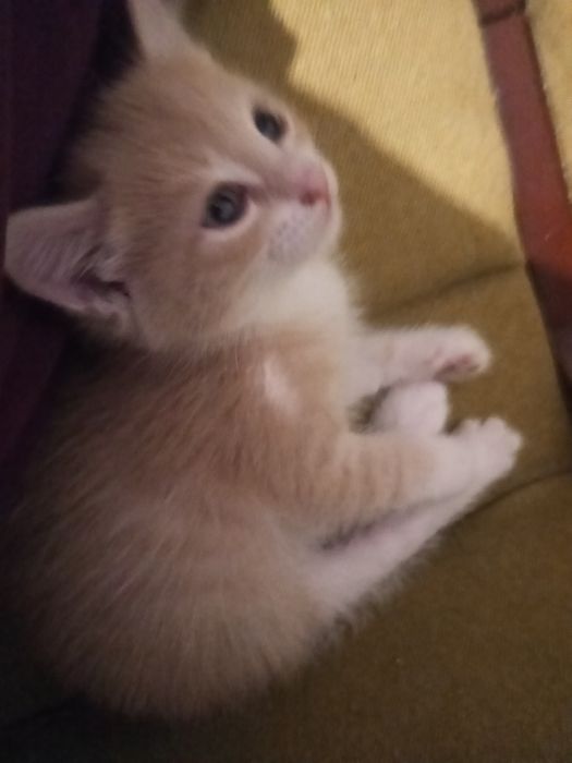 Кошенята шукають дім