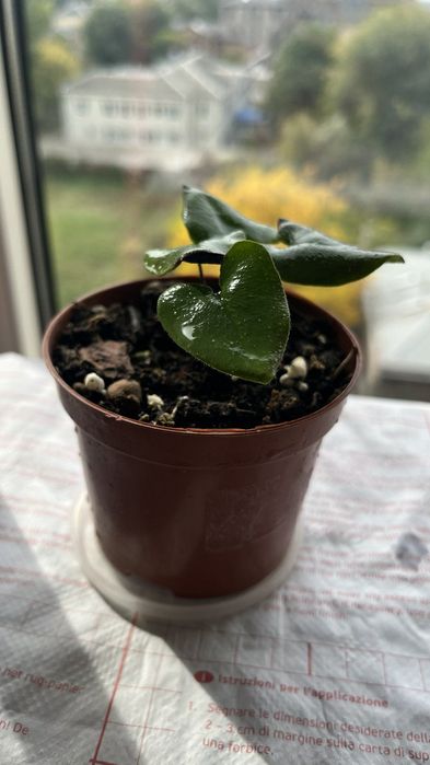 Папоротник Hemionitis Arifolia