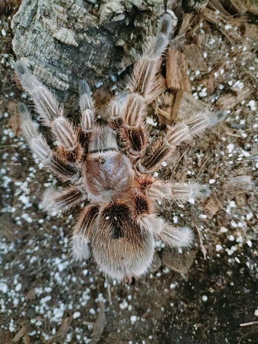 Ptasznik grammostola rosea/red