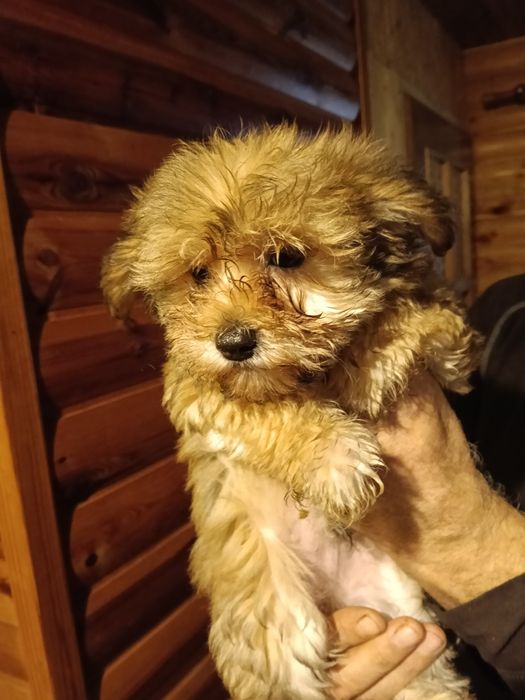 Szczeniak Morki odrobaczone gotowe do odbioru