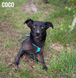 Rodzinna, wesoła, 11 kg, 1 roczna Coco adopcja