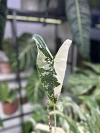 Alocasia zebrina albo variegata
