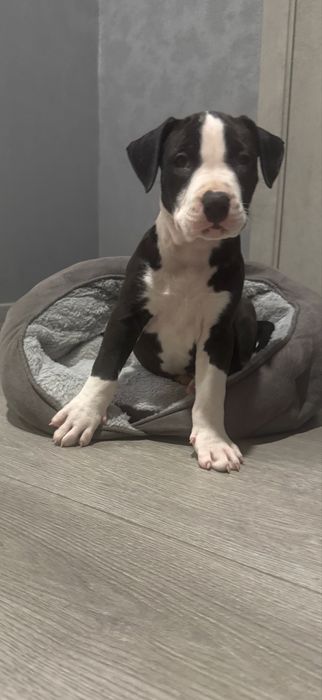 Продам цуценят Стафордширського терʼєра