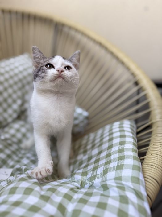 Кошечка, кошенятко, кошеня, кішка, котик, кошенята дівчинка 4-6 тижнів