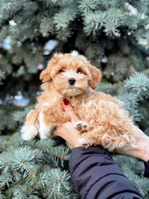 Хлопчик Мальтіпу Ф1