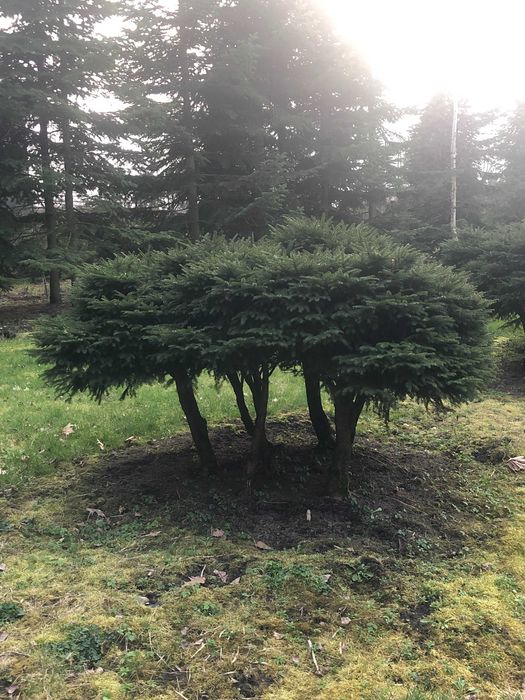 Świerk, Świerk gniazdkowy, Świerk karłowy, Bonsai