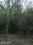 Limpeza de terrenos agrícolas e florestais