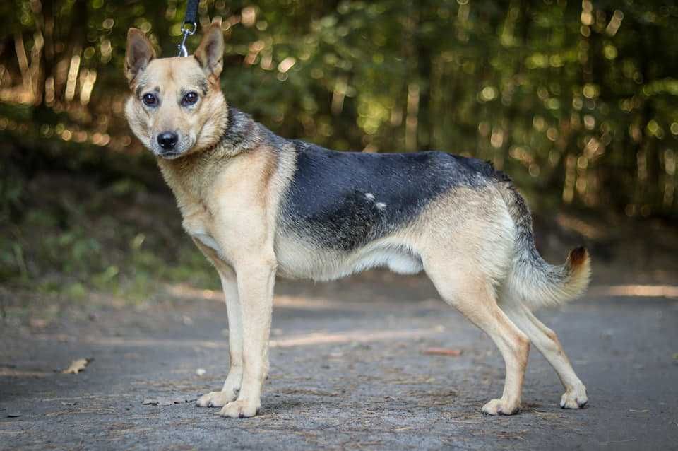 Spokojny, zrównoważony, bardzo przyjazny psiak do adopcji