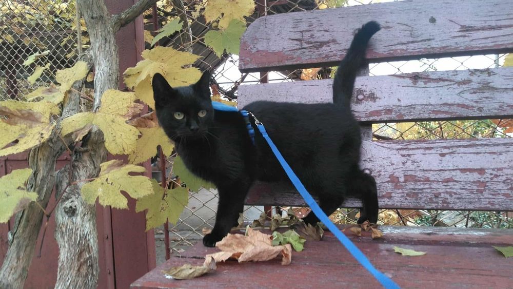 Молода стерилізована  кішка в хороші руки