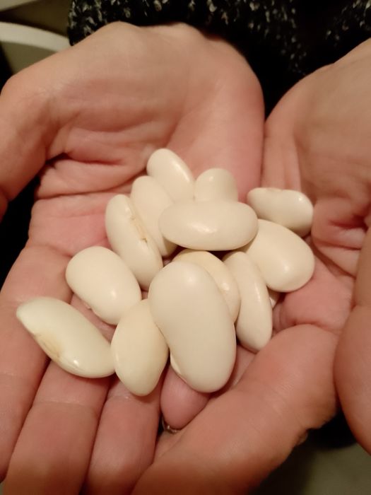 Fasola piękny Jaś tyczny suchy5kg