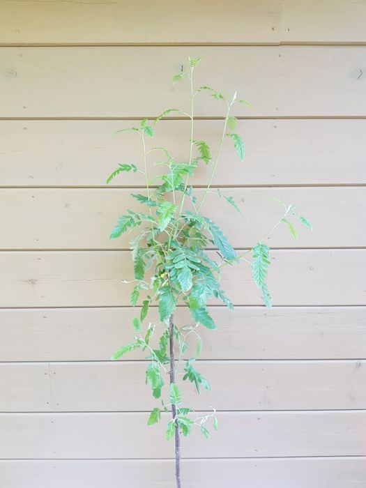 Sorbus ×thuringiaca 'Fastigiata' jarząb turyngski 'Fastigiata'