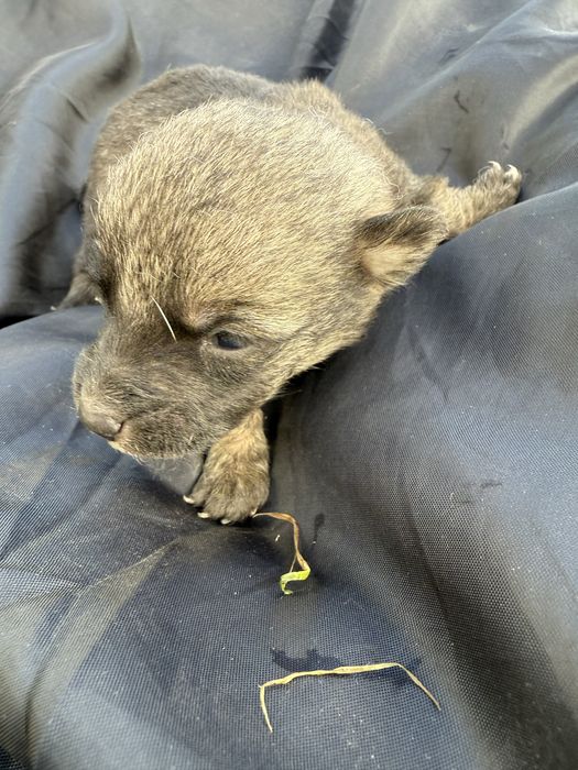 Відамо в добрі руки