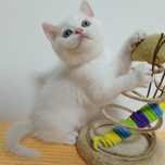 Macho Scottish Fold