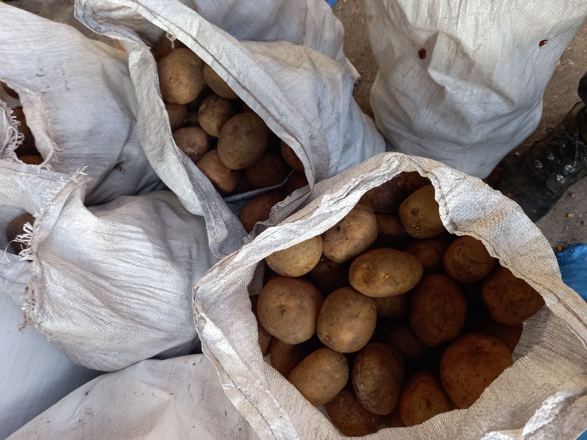 Ziemniaki Vineta, Satina