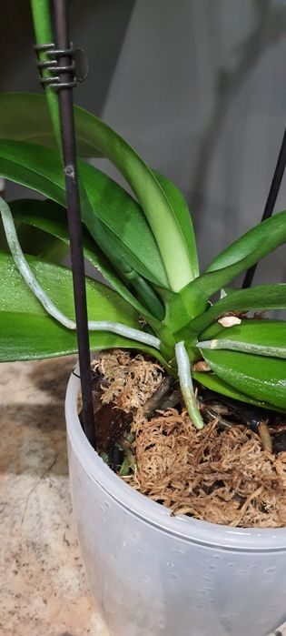 Орхідея Дикий кіт з діткою