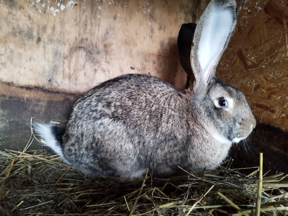 Królik samiec sprzedam