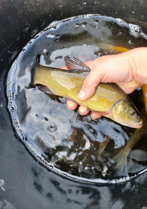 Amur kroczek 14-19cm. Karp, Lin, Sandacz