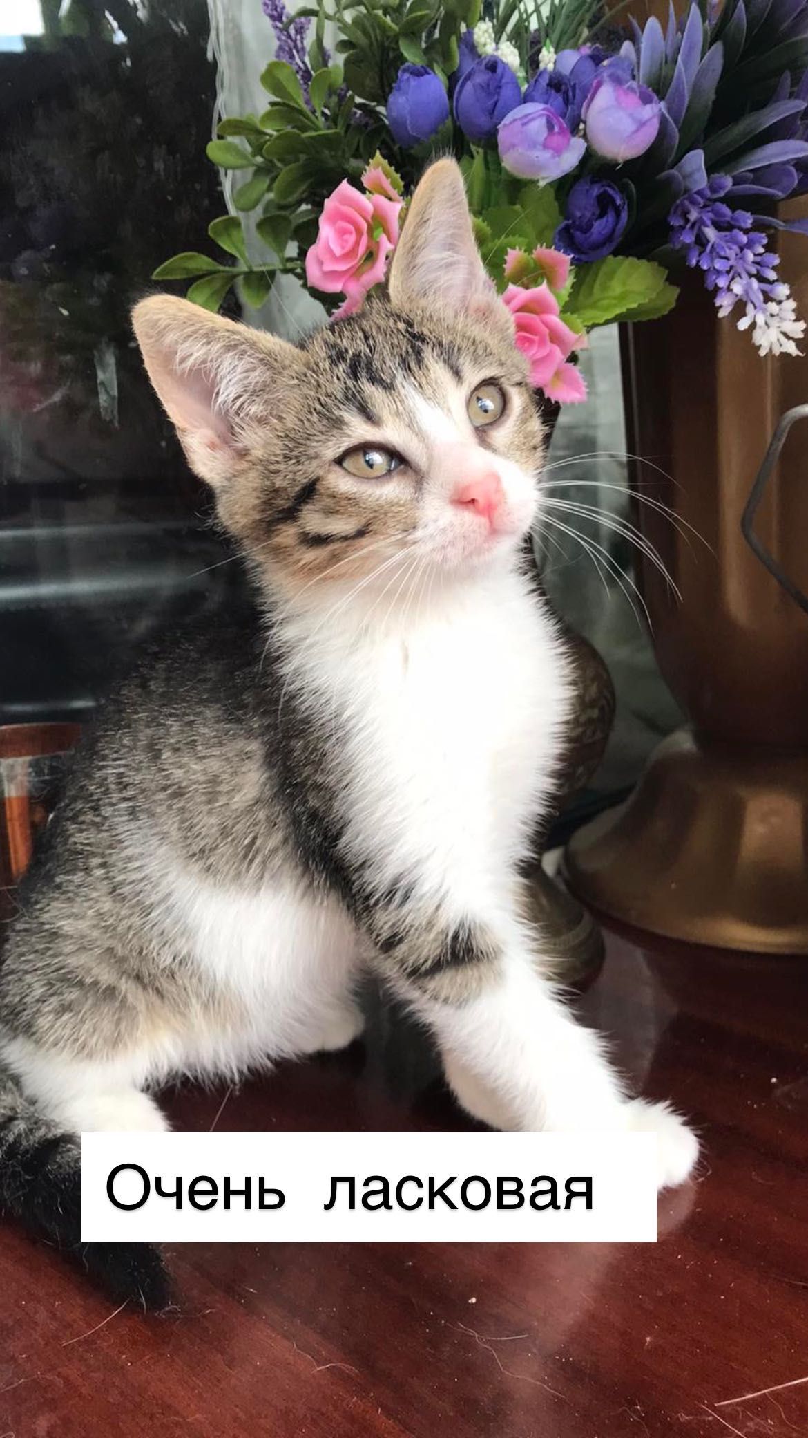 Она победила смерть . Котенок Бесплатно