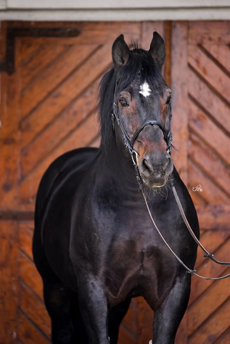 Ogier slaski MONTREAL