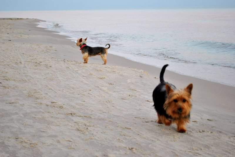 Australian Silky Terrier