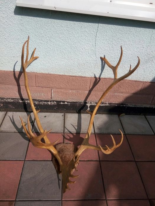 Рога северного оленя