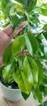 Ficus Benjamina yellow gold