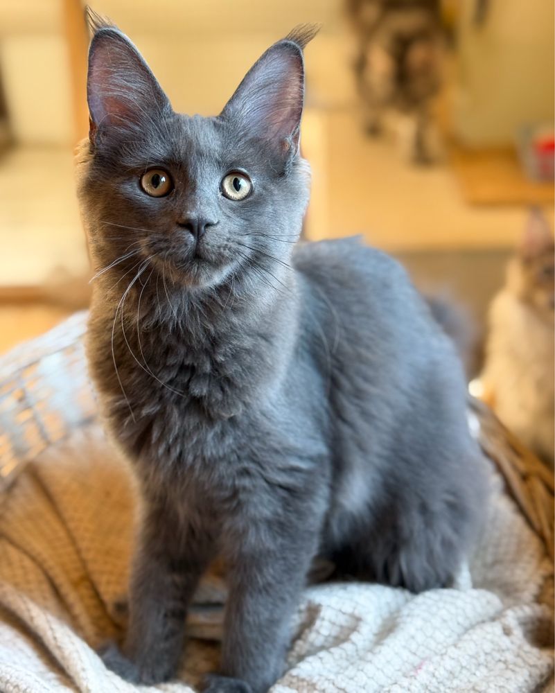 Niebieska koteczka UNA Maine Coon
