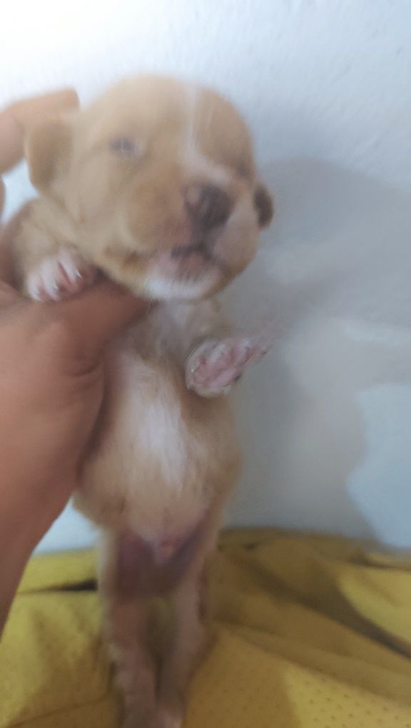Animais pá adocao