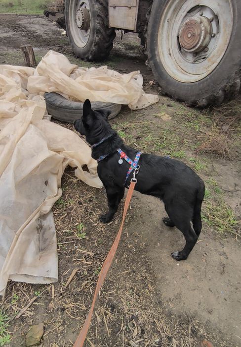 Отдам щенка(мальчик) в добрые руки!!!