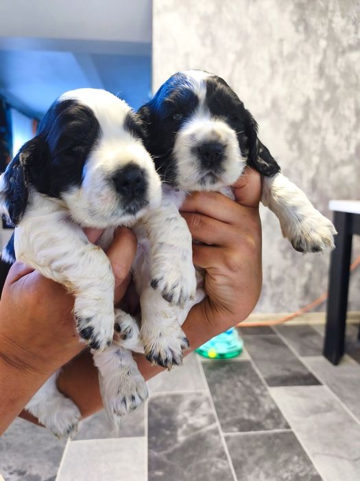 Cocker spaniel angielski biało-czarny z przesianiem