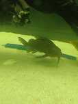 Troca synodontis