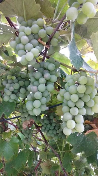 Winogron biały winogrona winogrono białe owoce