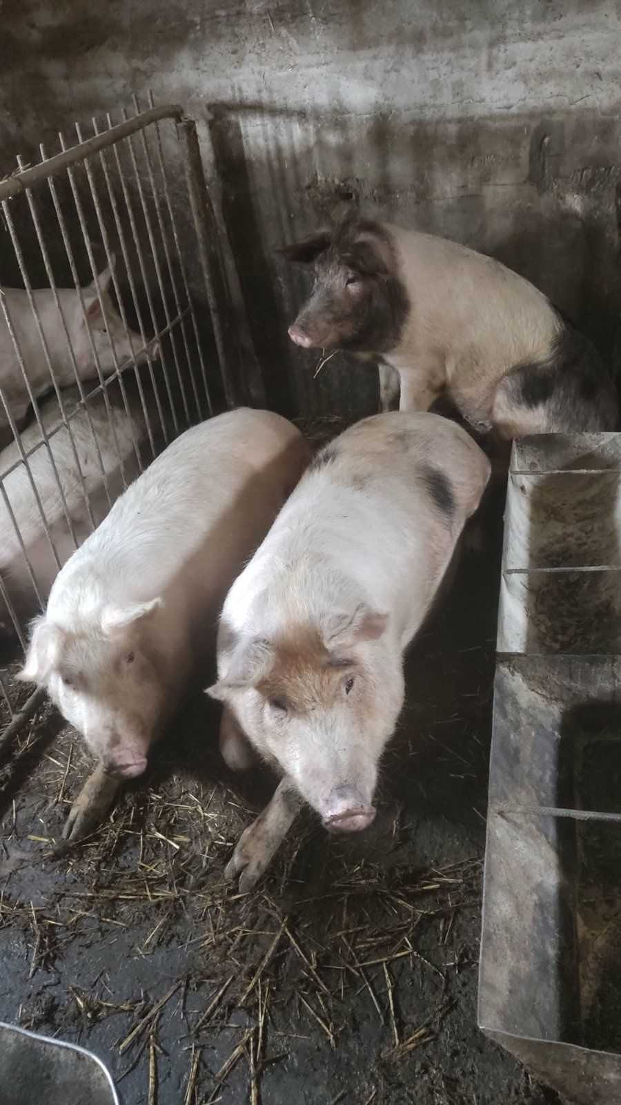 Продам свині кабани