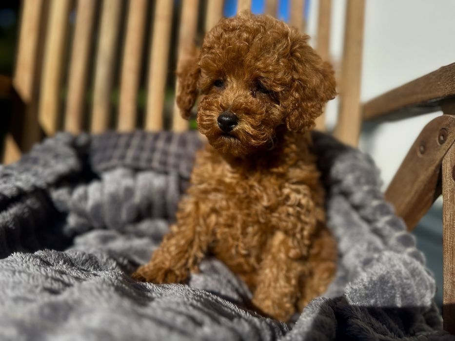 Pudel toy najmniejszy z pudli suczka