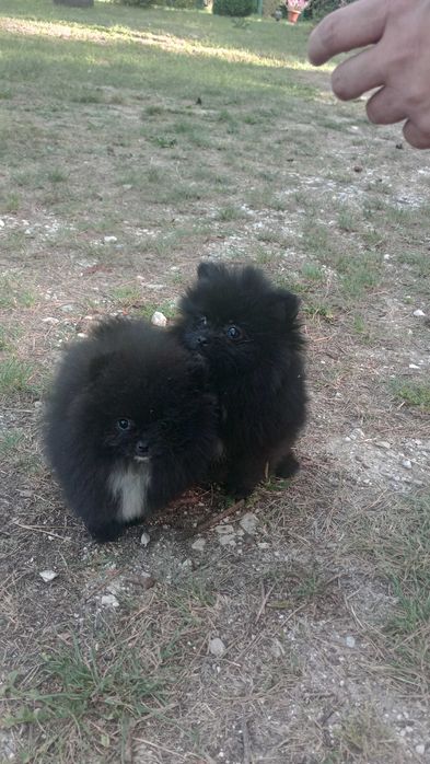 Chłopaki Szpica Miniaturowego