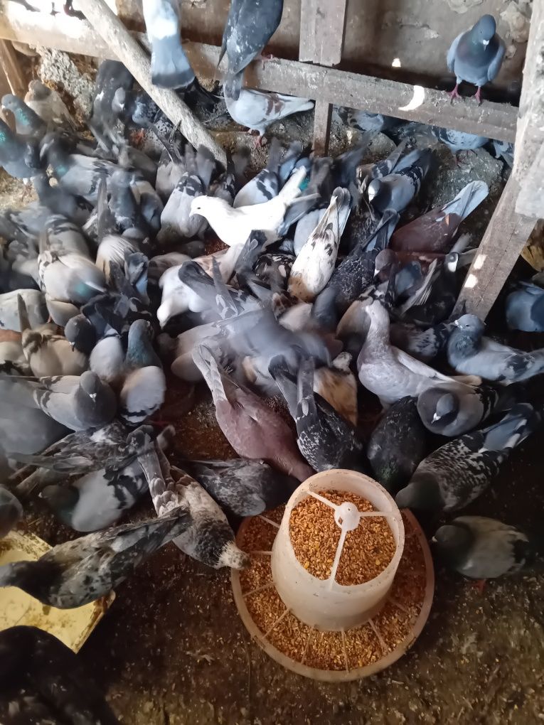Pombos Domesticos