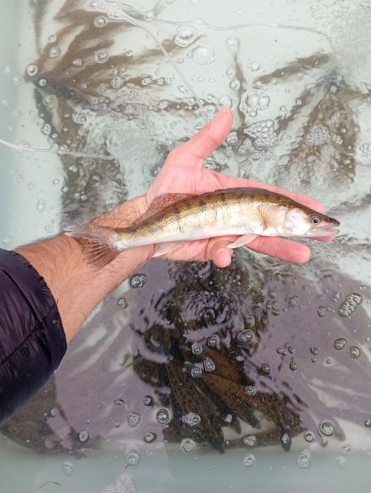 Sandacz 20-25cm . Okoń  , Węgorz , Miętus.