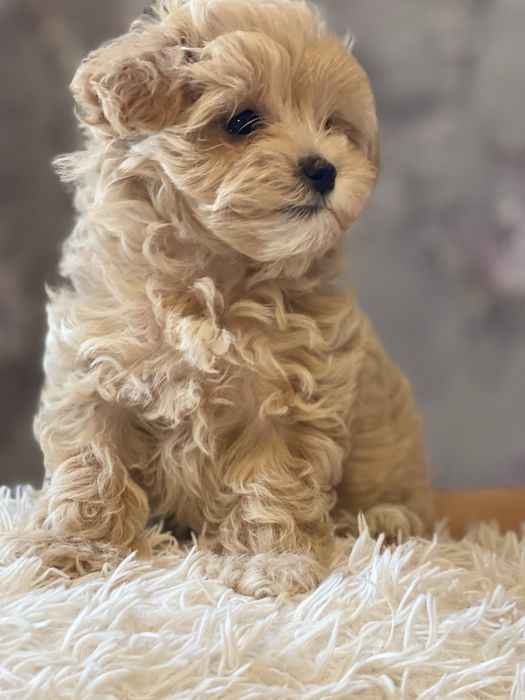 Мальтіпу хлопчик Exclusive