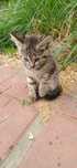 Котенок бесплатно девочка