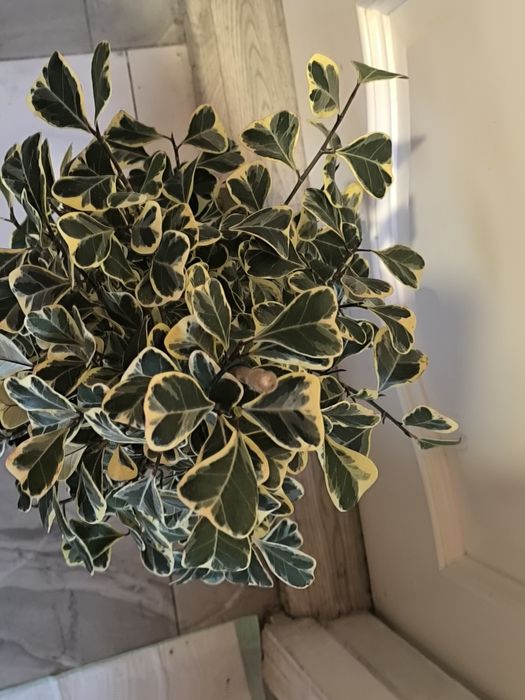 Фикус триангулярис (фикус треугольный)