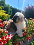 Shih tzu suczka z rodowodem