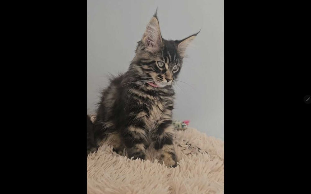 Маленьная рысь! Крупный котёнок с прививками!