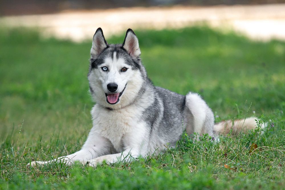 Віддам в добрі руки розумну молоду собаку Бекслі.
