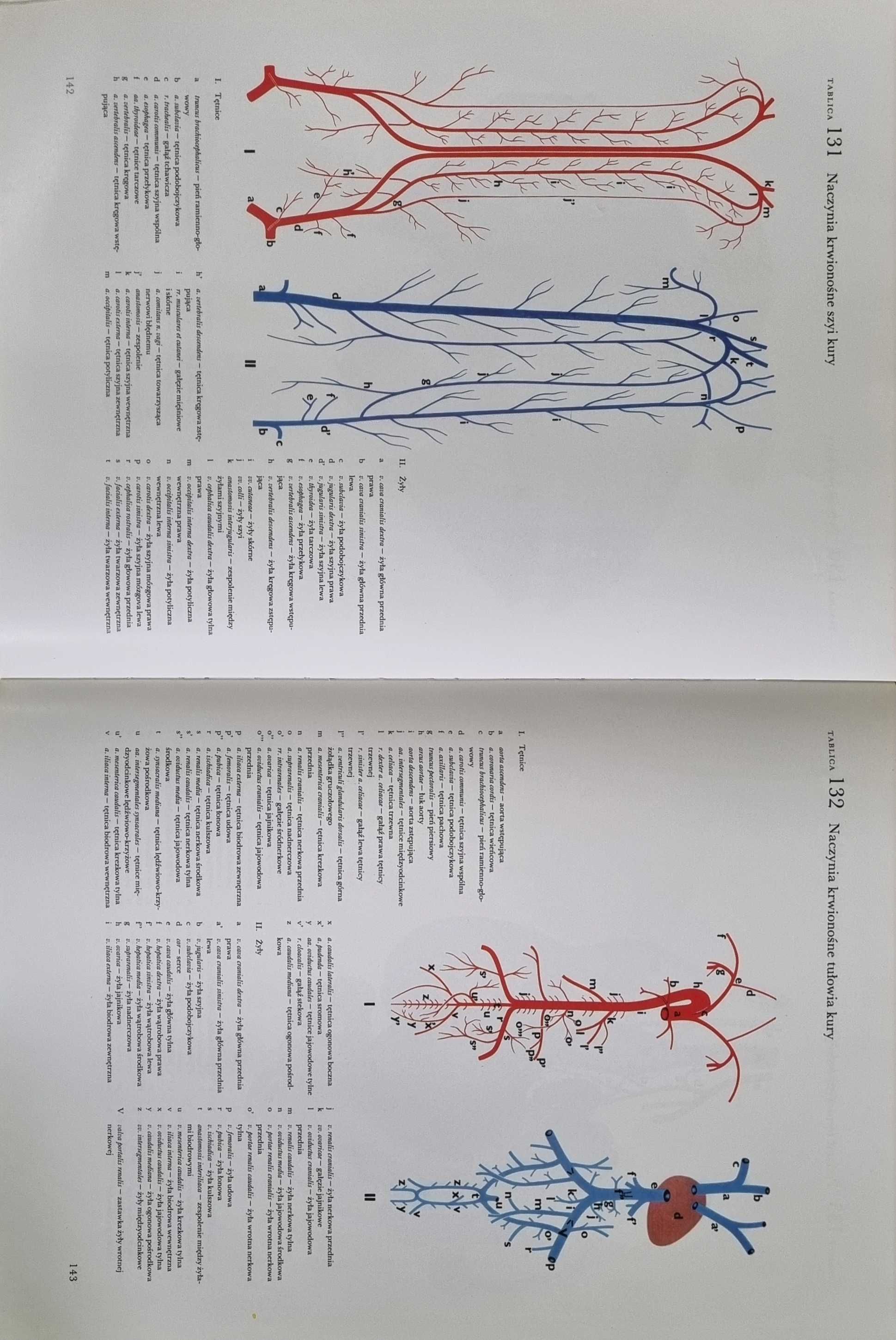 Anatomia ptaków domowych i embriologia kury - Komarek, Malinovsky