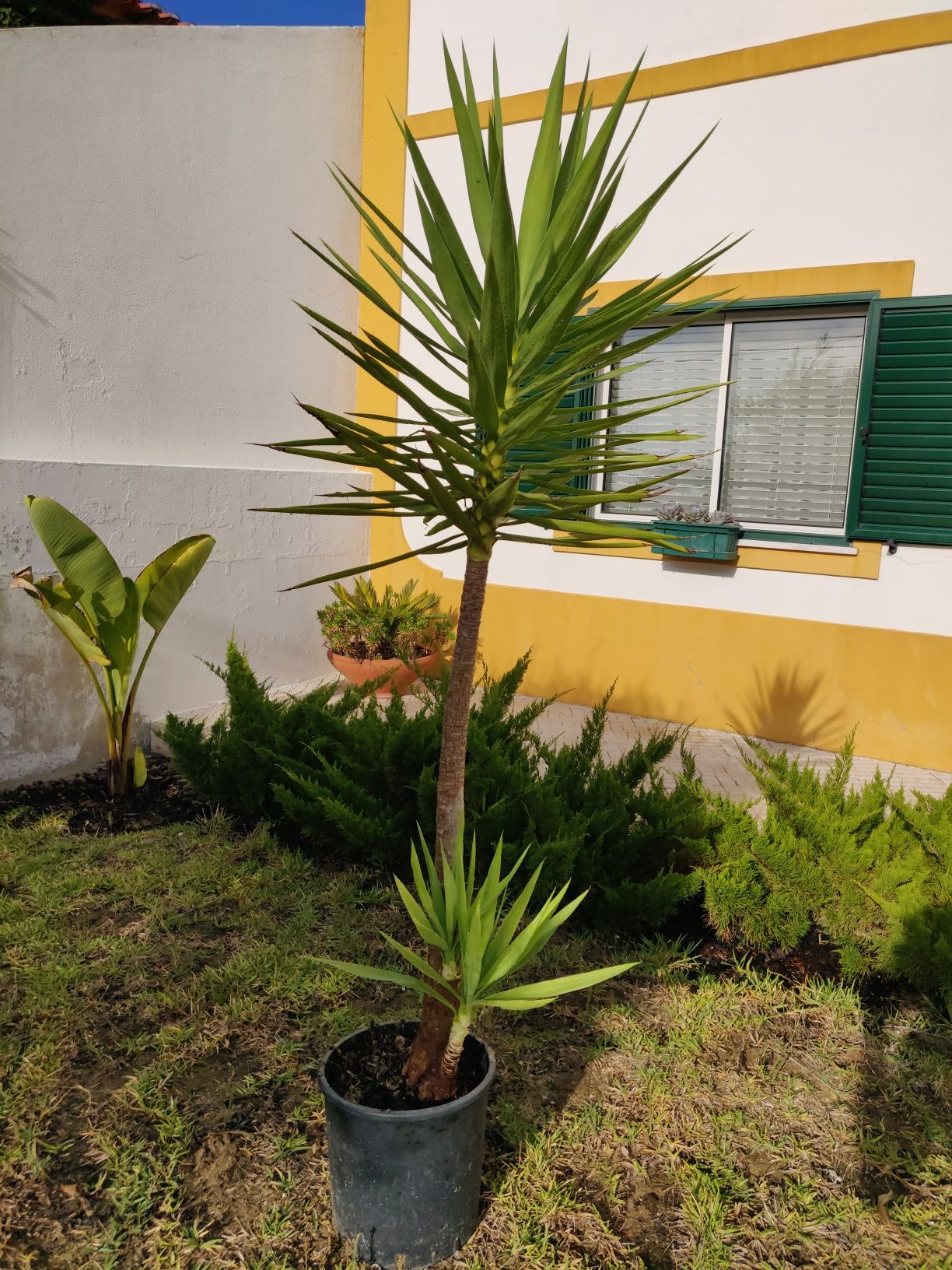 YUCAs  pequenas em vaso