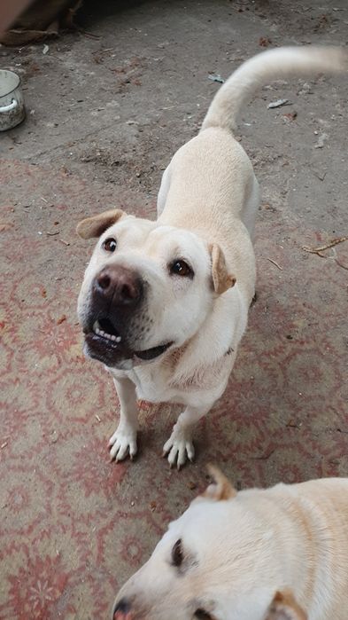 Берта, молода, стерилізована, оброблена