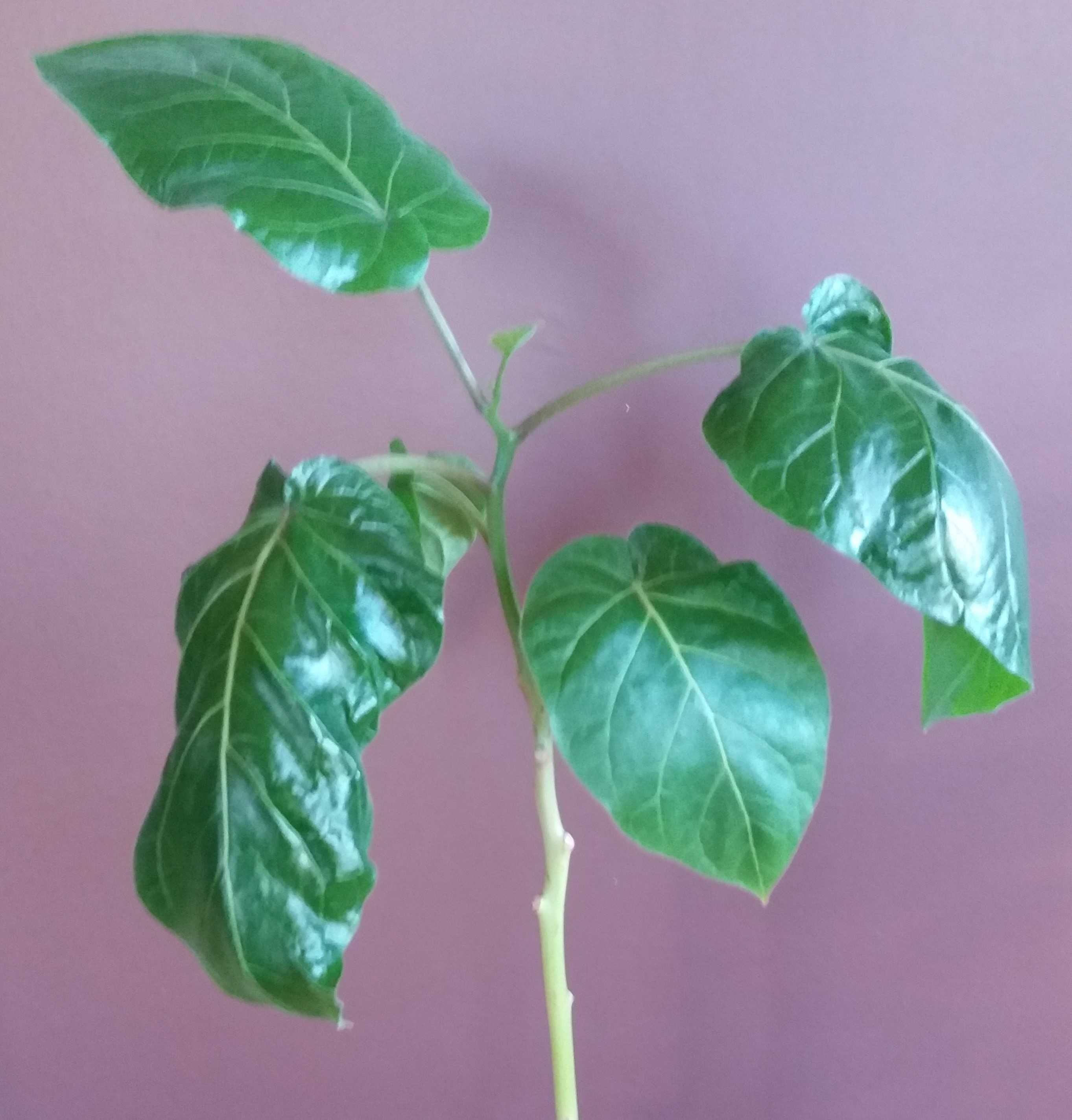 Tamarillo duża sadzonka pomidor drzewiasty cyfomandra grubolistna