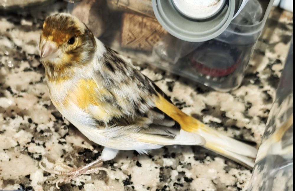 Canário novo avô amarelo