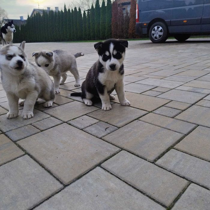 Szczeniaki Syberian Husky